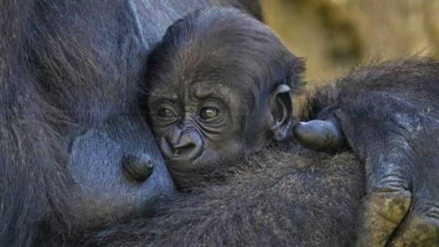La joven gorila junto a su madre.