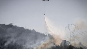 Els boscos triguen més a regenerar-se després d’un incendi pel canvi climàtic