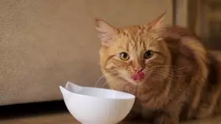 Los gatos se vuelven «locos» con este típico aperitivo español: «Es debido a su composición»