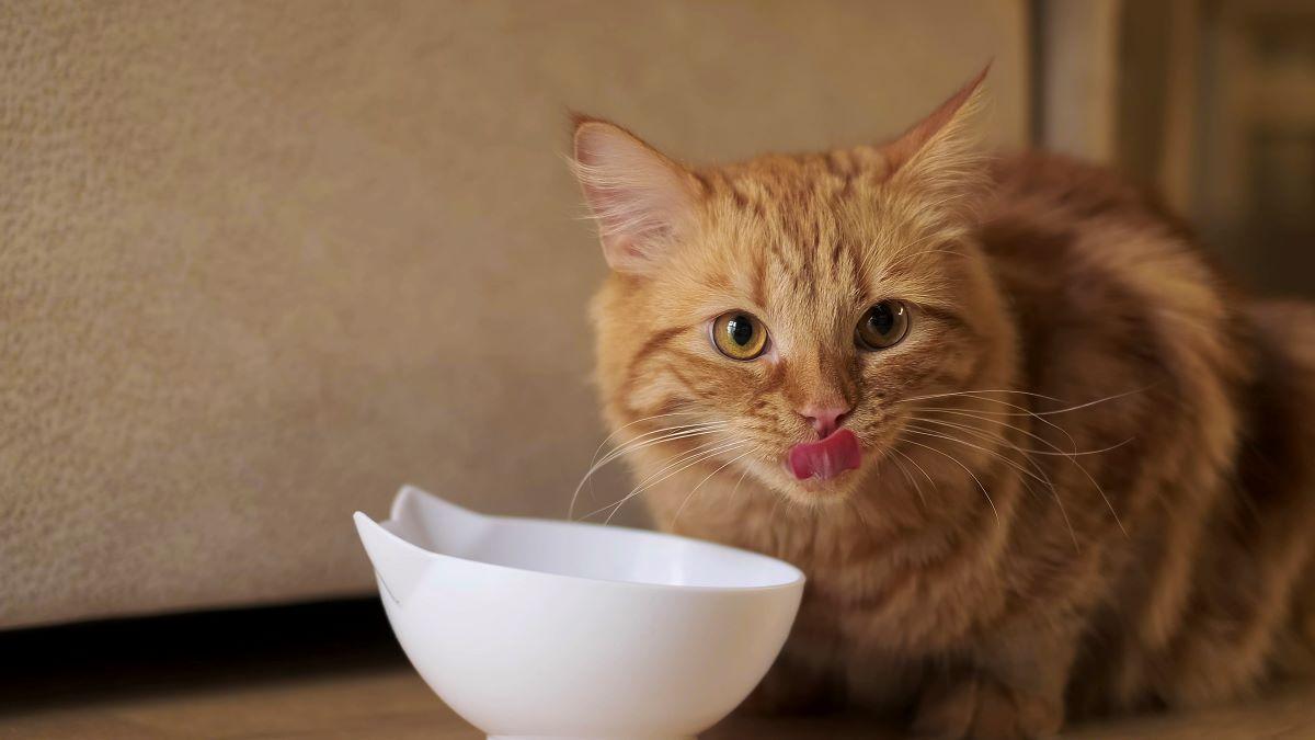 Gato relamiéndose.