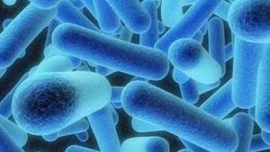 El bacteri de la legionel·la.