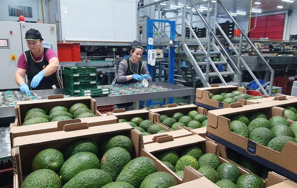 Envasado de aguacates en la empresa veleña Reyes Gutiérrez. | F. E.