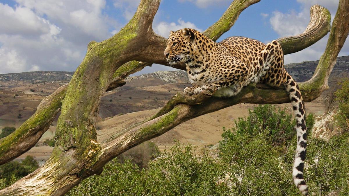 Mosaico de vida salvaje: la fauna que puedes ver en Kenia