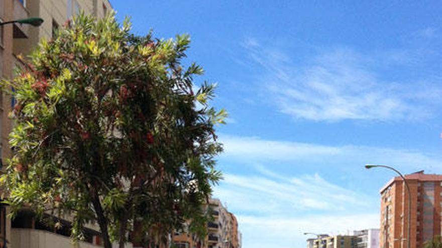 Metro Málaga acaba las plantaciones en Carretera de Cádiz.