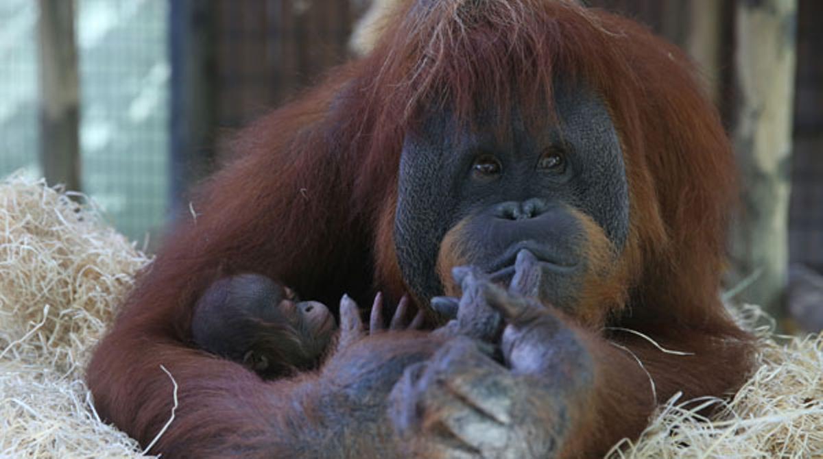 Julia Roberts i l’orangutan.