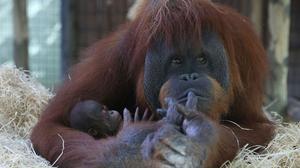 Julia Roberts i l’orangutan.