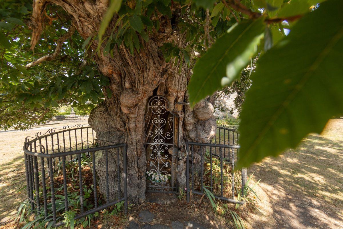 Quienes se acerquen a la particular capilla podrán encontrar tallas en distintos puntos de su corteza.