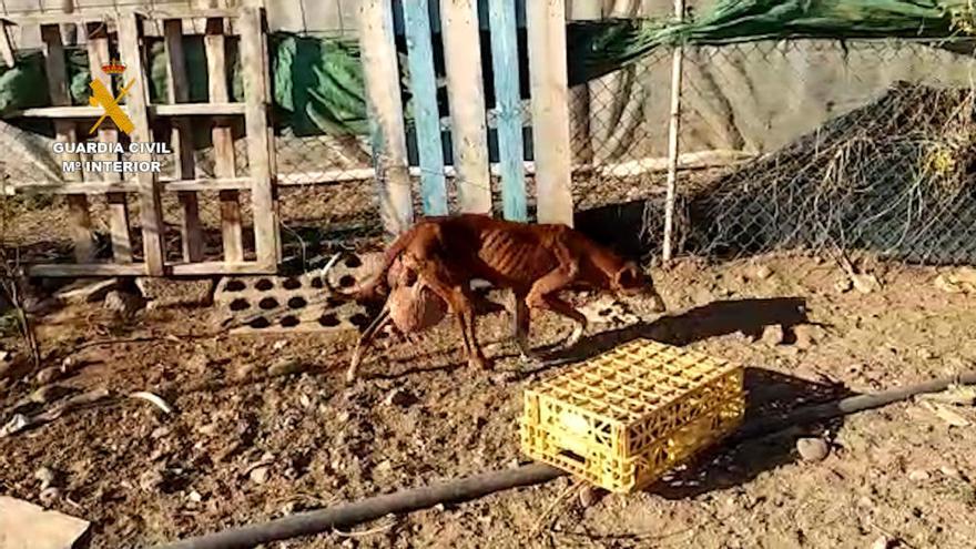 El Seprona interviene 84 perros maltratados en una finca