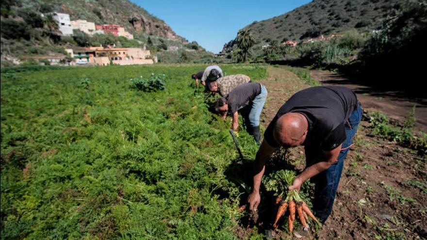 Agricultores durante la recogida de zanahorias.