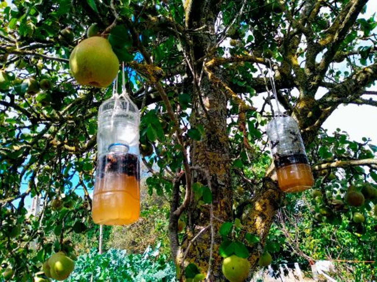 Trampas para avispa asiática en un huerto de Ponte.