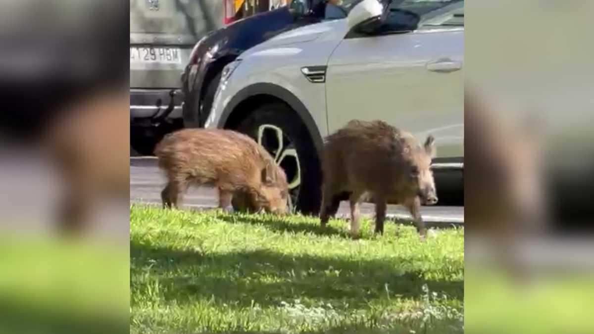 Vídeo | Dos senglars passegen pel barri de Fontajau de Girona