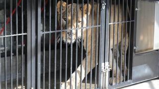 El PSPV teme que vuelvan los circos con animales a València