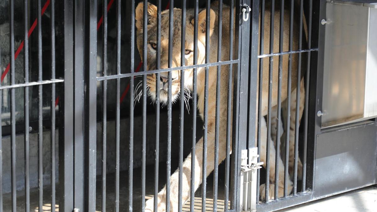 Una leona mira a la cámara desde una jaula, en un circo de Villena.
