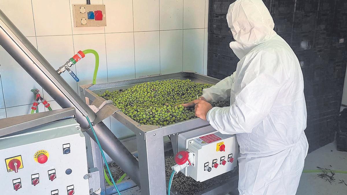 Un operario trabaja con la producción de aceitunas en Gran Canaria.