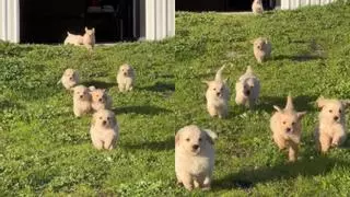 La manada de mini Golden Retrievers que arrasa en Tik Tok