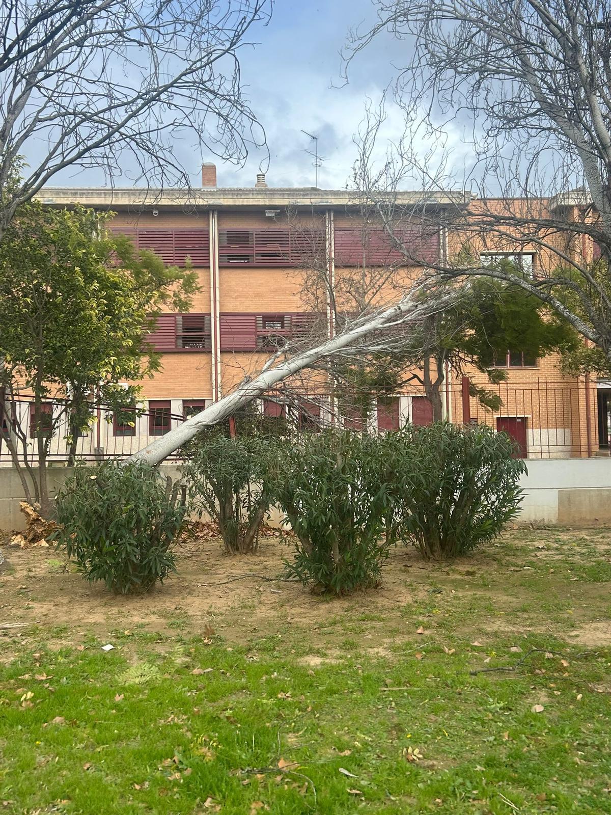 Árboles caídos en el IES Enric Valor de Picanya