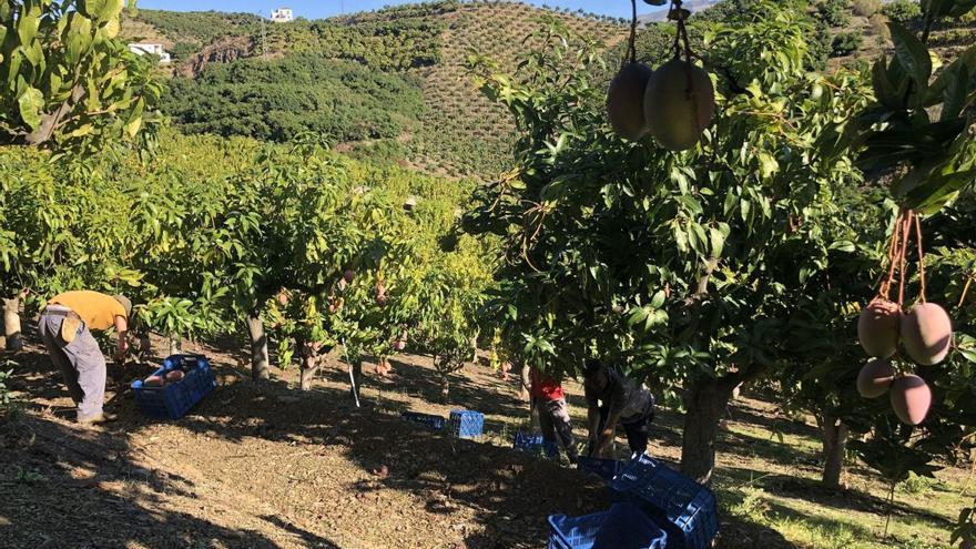 Frutos subtropicales como los mangos están encareciéndose a consecuencia de la sequía. | E.P.