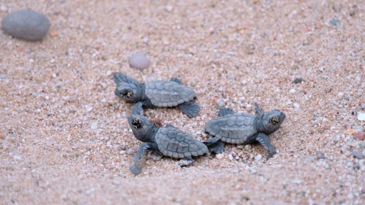 Desde este lunes, decenas de ejemplares de tortuga boba han nacido en la playa de Sant Simó de Mataró