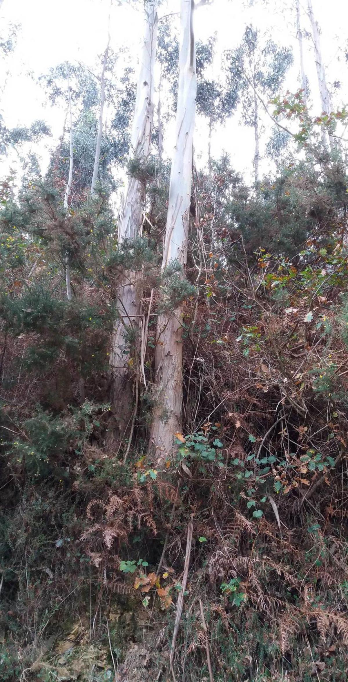 Monte limpio, monte sucio