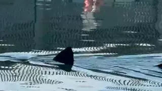 Un tiburón peregrino en aguas de Barcelona