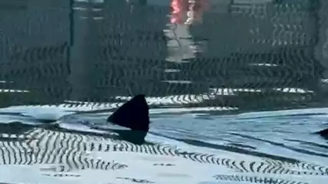 Un tiburón peregrino en aguas de Barcelona