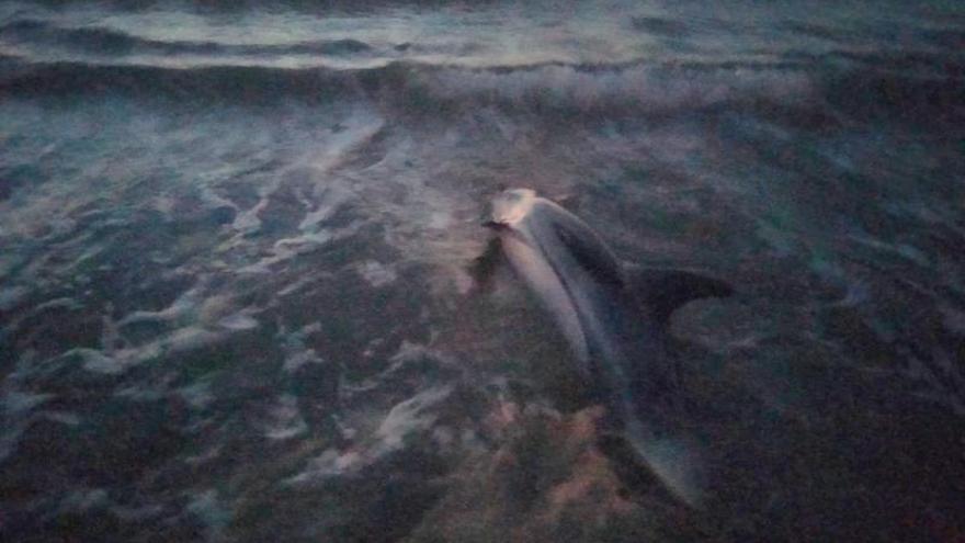 Delfín atrapado en la playa de Cullera. | LEVANTE-EMV