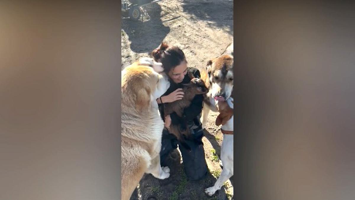 Pulgarcito con los perros.