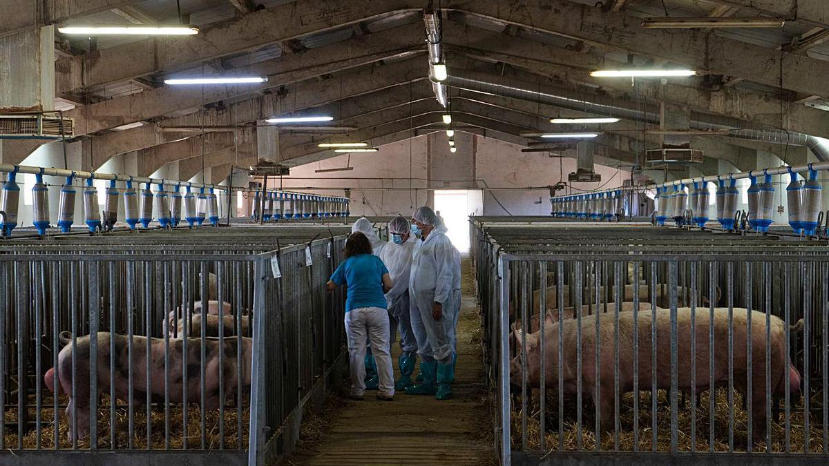 Algunos de los cerdos sementales del Centro de Inseminación del Porcino de Coreses. | Jose Luis Fernández