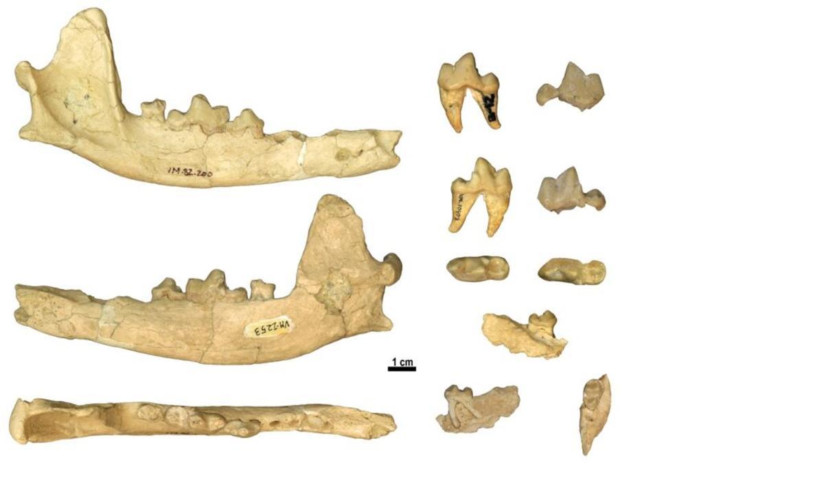 Descubren el fósil de una nueva especie de pequeño lobo en Granada