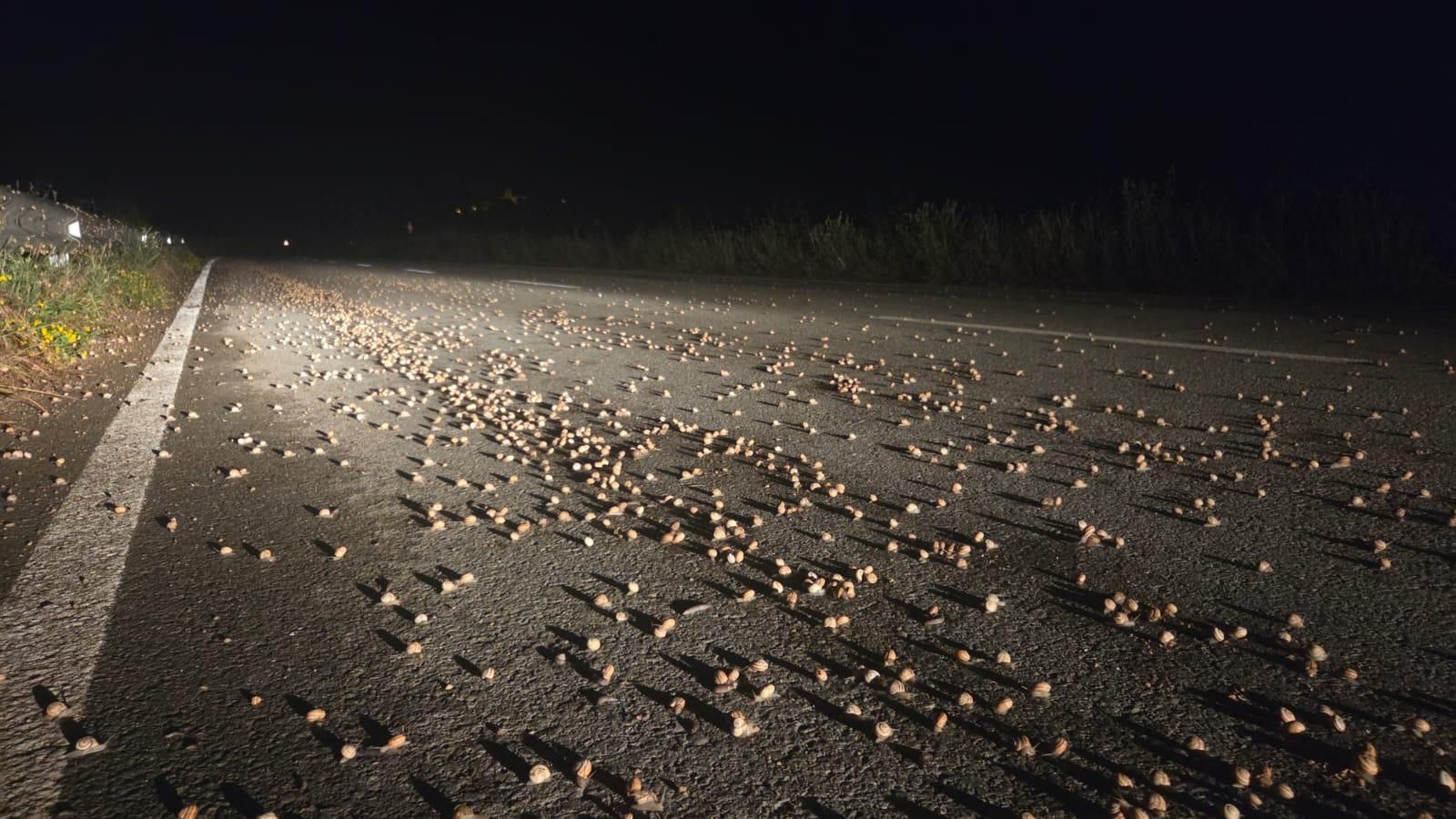 Milers de cargols apareixen enmig de la carretera a Medinyà