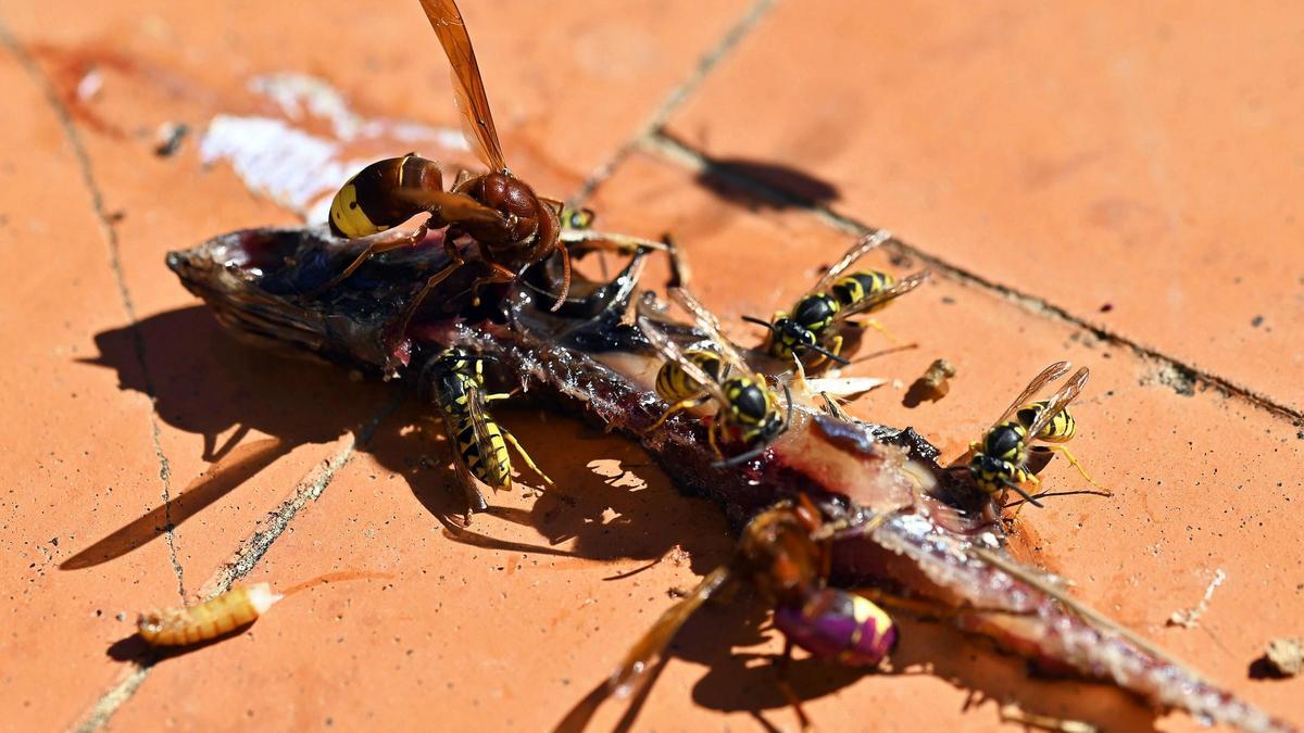 Un grupo de trabajo creado en València ha permitido localizar y destruir en los últimos días tres nidos de &#039;vespa orientalis&#039; o avispón oriental