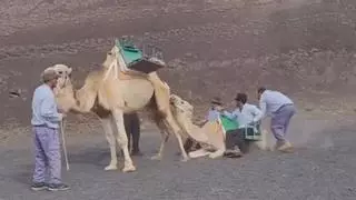 Denuncian golpes a una cría de camello "al sol y sin agua" en Lanzarote: "¡Abusadores!"