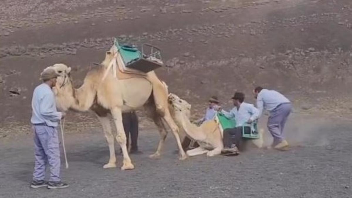 Adiestramiento de una cría de camello en el Echadero de Los Camellos, en el Parque Nacional de Timanfaya.