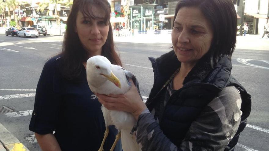 La gaviota, junto a dos de las personas que la han rescatado