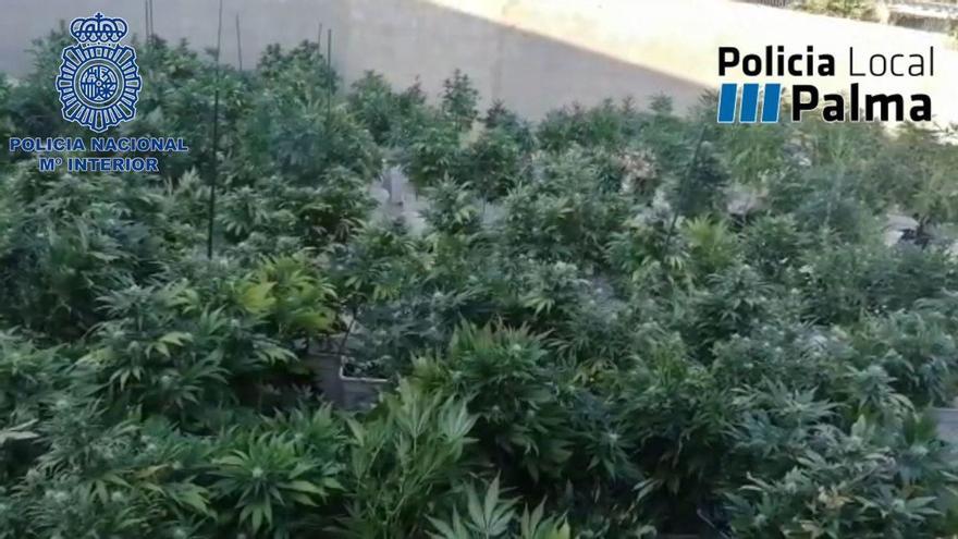 Polizei beschlagnahmt 500 Marihuana-Pflanzen in Palma