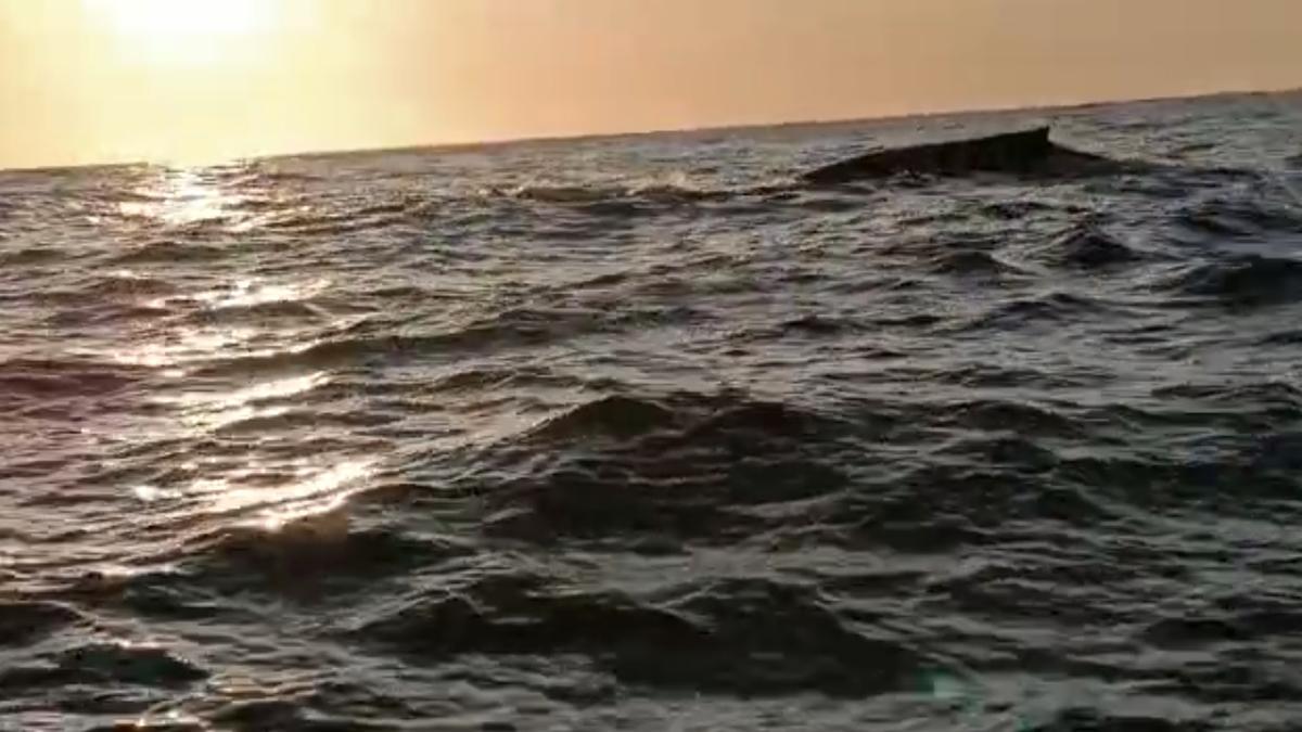 El lomo de la ballena jorobada asoma a la superficie en aguas del islote de Agoeiro, frente a la isla Cíes