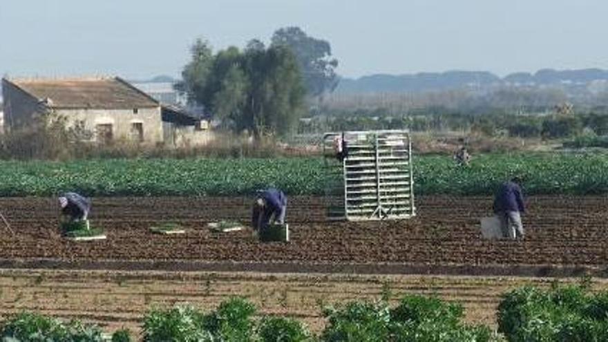 Imagen de la huerta tradicional de Guardamar.