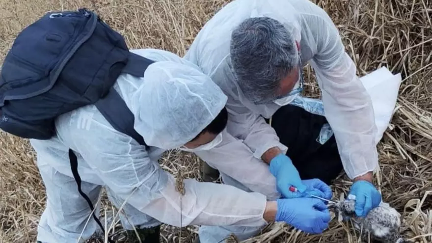 Investigan la muerte de una decena de polluelos de gaviota en una isla próxima al Cabo Peñas