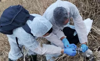 Investigan la muerte de una decena de polluelos de gaviota en una isla próxima al Cabo Peñas