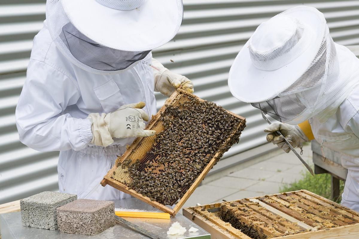 Dos apicultores examinan una colmena.