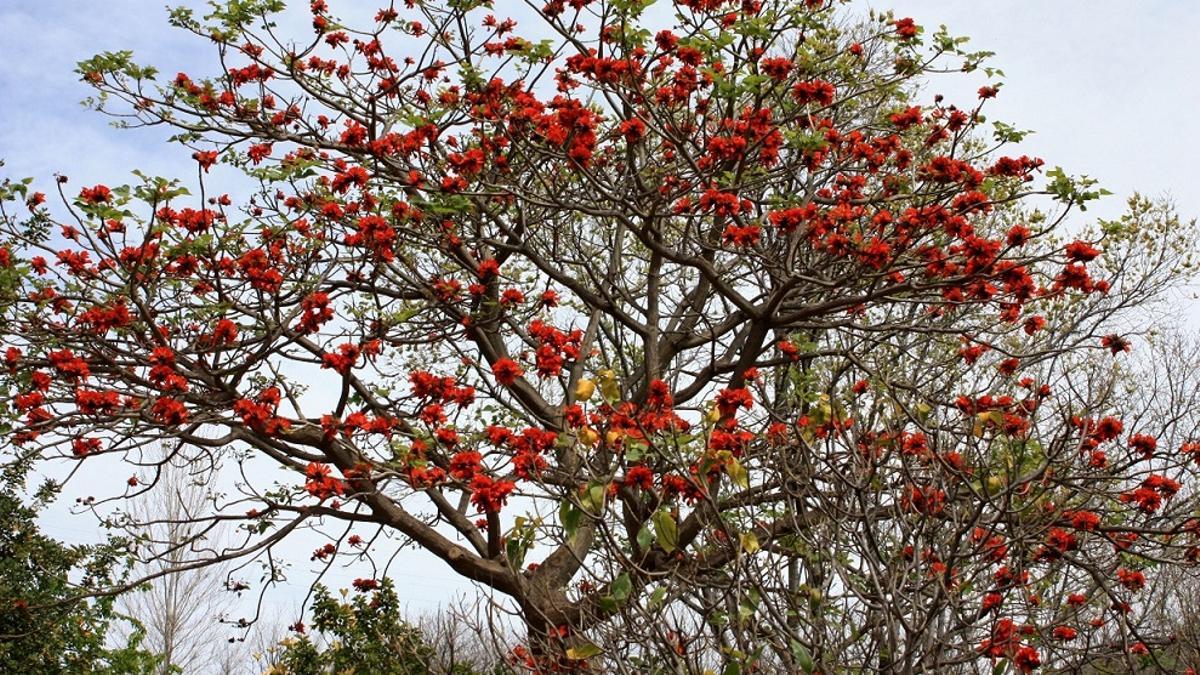 Eritrina, planta del jardin botánico de La Concepción.