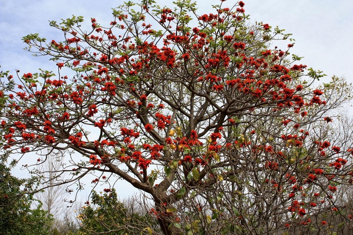 Eritrina, planta del jardin botánico de La Concepción.