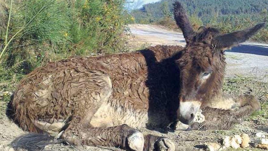 El burro estaba tendido en el suelo, en un vial de Cruz da Maceira.