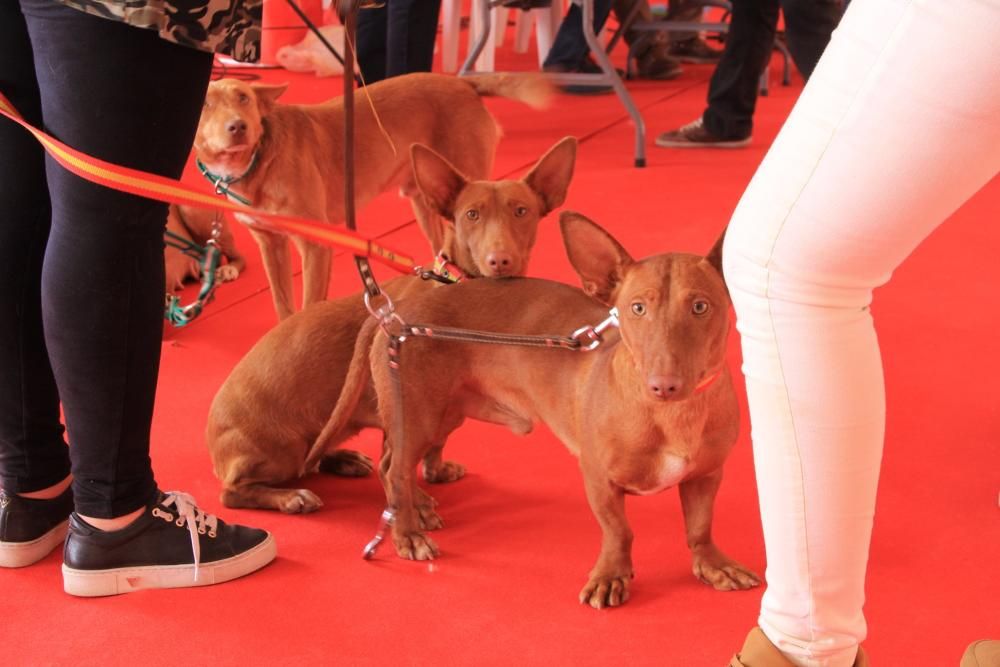 Feria del Perro de Archidona de 2018