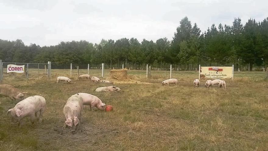 Crianza de cerdo con el máximo bienestar. // FdV
