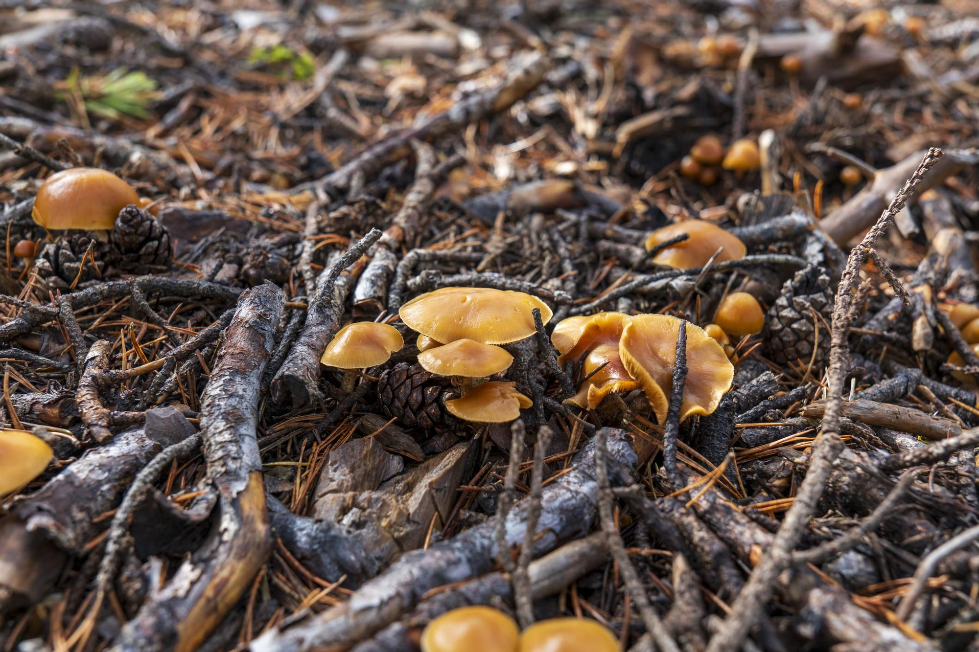 Setas halladas en un bosque de Valdelinares.