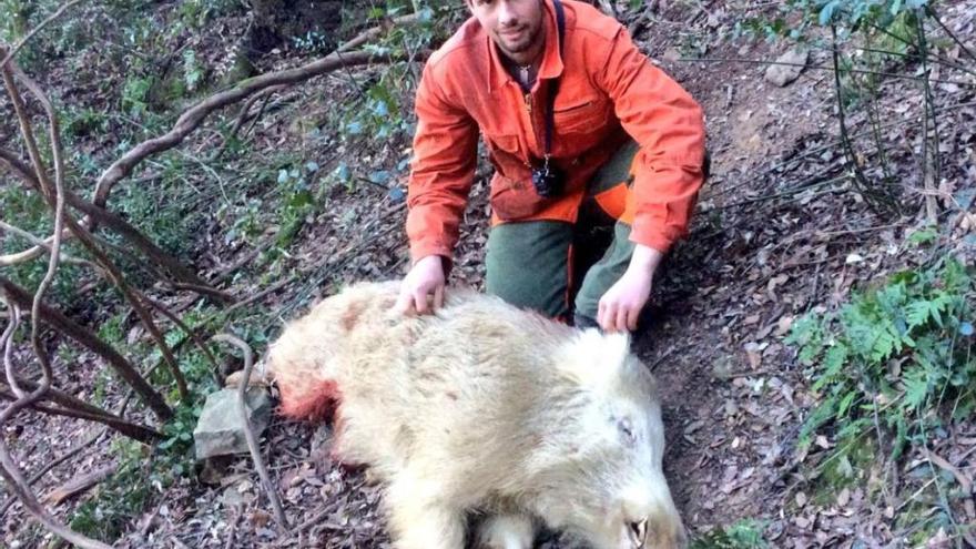 Cacen un porc senglar albí en una batuda a Amer