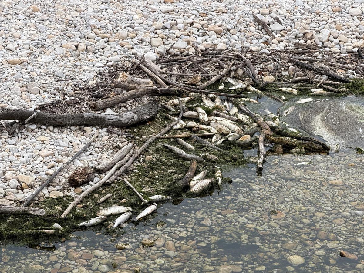 Aparecen cientos de peces muertos en una playa de Llanes