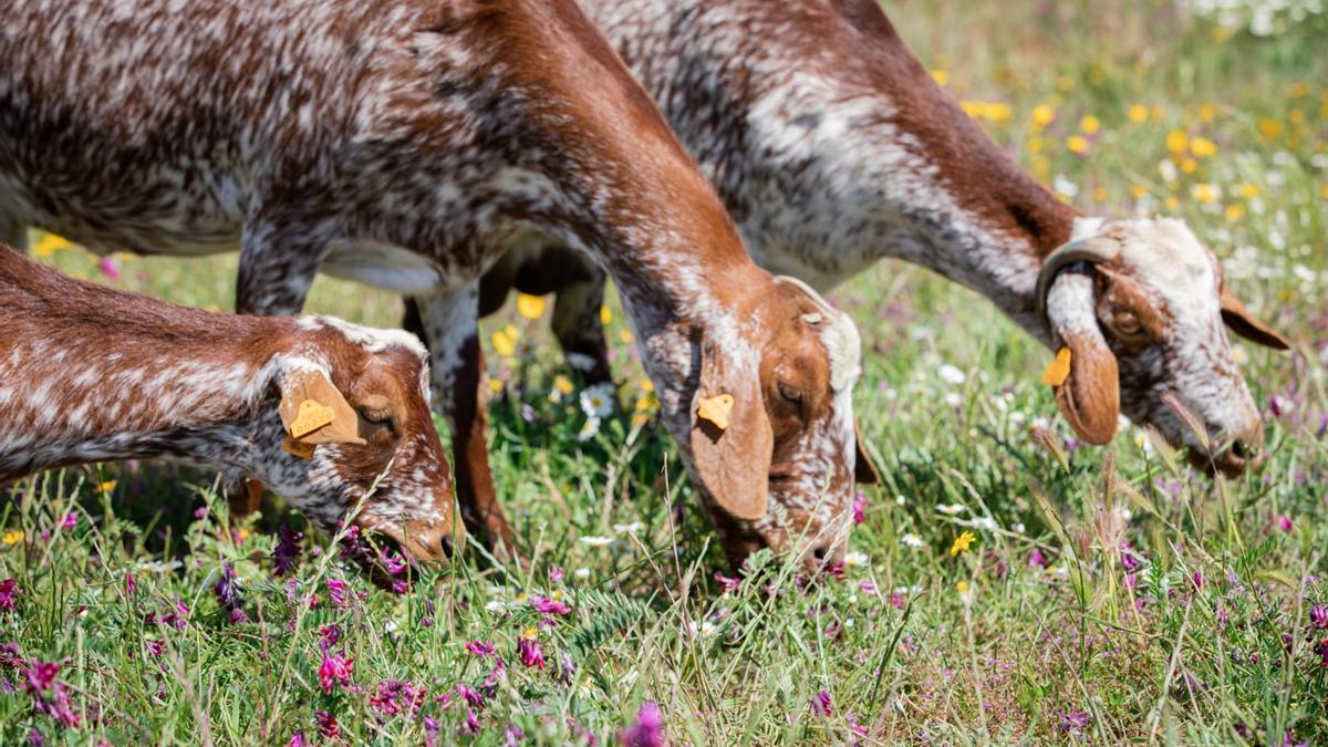Ejemplar de cabra de la raza florida en una explotación ganadera de la localidad