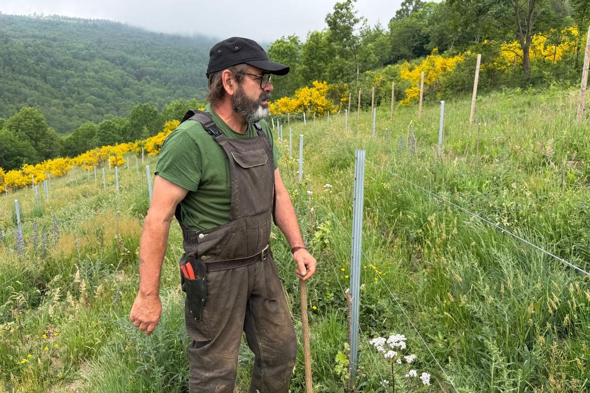 Jordi Puigdefàbregas al terreny pilot amb vinya